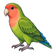 Rosy-faced Lovebird