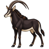 Sable Antelope