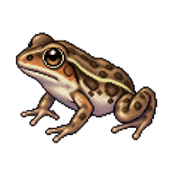 Eastern Banjo Frog Froglet