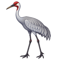 Brolga