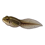 Rococo Toad Tadpole