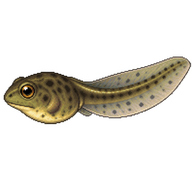 Columbia Spotted Frog Tadpole