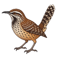 Cactus Wren