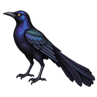 Great-tailed Grackle
