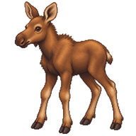 Moose Calf