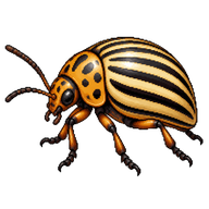 Colorado Potato Beetle