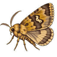 Morrison's Sallow