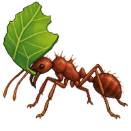 Leafcutter Ant