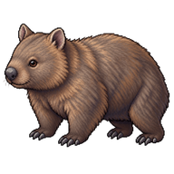 Common Wombat