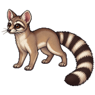 Ringtail