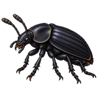 Black Carrion Beetle