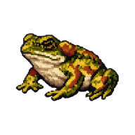 Cane Toad