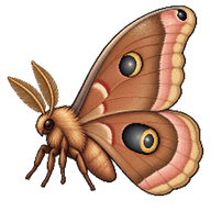 Polyphemus Moth