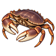 Dungeness Crab