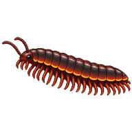 Flatback Millipede