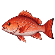Mangrove red snapper
