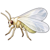 Sycamore Whitefly