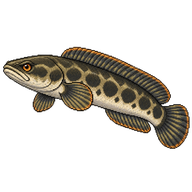 Blotched snakehead