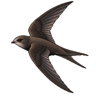 Common Swift