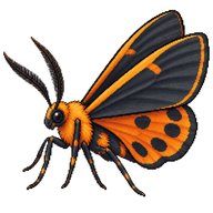 Virginia Ctenucha Moth
