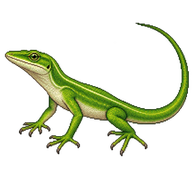 Grass Anole