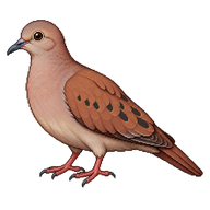 Ruddy Ground Dove