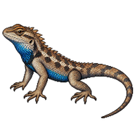 Texas Spiny Lizard