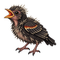 Red-winged Blackbird Nestling