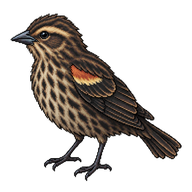Red-winged Blackbird Fledgling