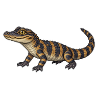 American Alligator Hatchling