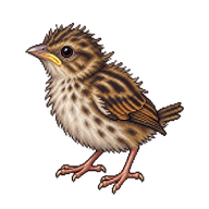 Saltmarsh Sparrow Nestling