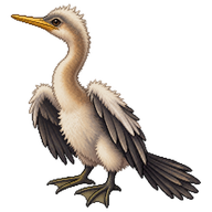 Anhinga Chick