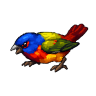Painted Bunting