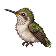 Ruby-throated Hummingbird Nestling