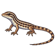 Western Whiptail Hatchling