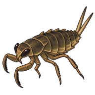 Giant Water Bug Nymph