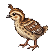 California Quail Chick