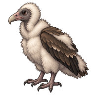 Turkey Vulture Chick