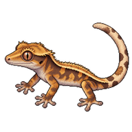 Crested Gecko Hatchling