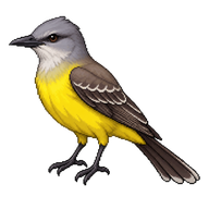 Western Kingbird