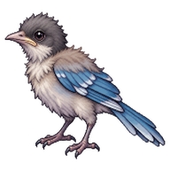 Azure-winged Magpie Nestling