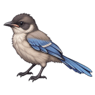 Azure-winged Magpie Fledgling