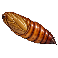 Codling Moth Pupa