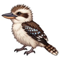 Laughing Kookaburra Chick