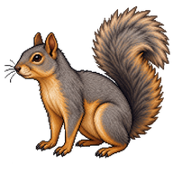Mexican Gray Squirrel