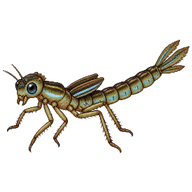 Familiar Bluet Nymph