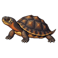 Wood Turtle Juvenile
