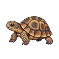 Sonoran Desert Tortoise Hatchling