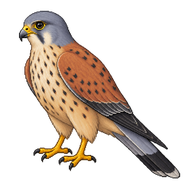 Lesser Kestrel