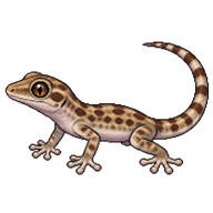 Tropical House Gecko Juvenile